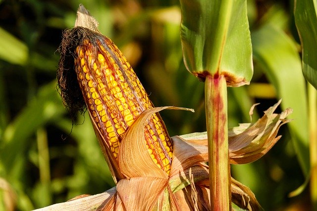 Zabiegi herbicydowe w uprawach kukurydzy