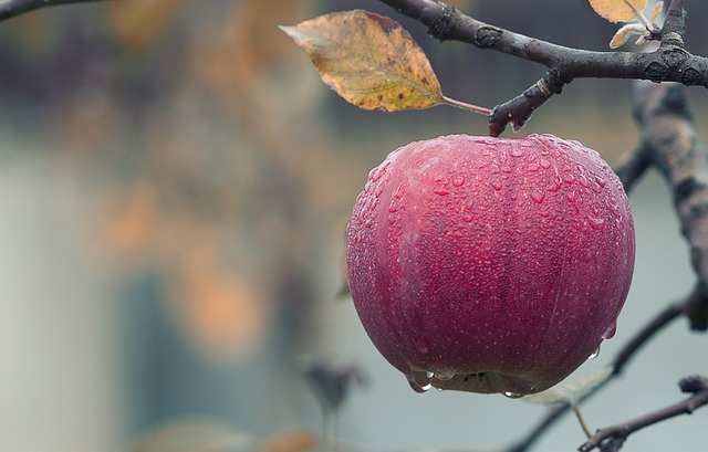 Skuteczne opakowania dla przechowywania owoców w chłodni: Wpływ na Jakość i Trwałość